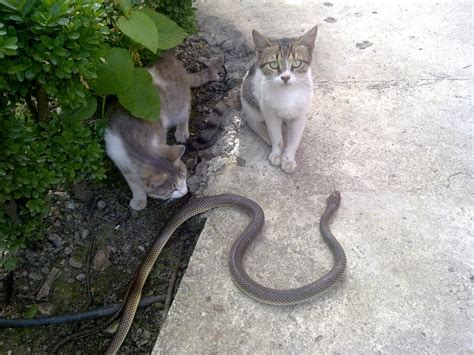 rüyada kedi ile yılan görmek